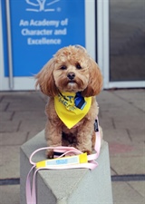 Therapy Dog Nellie Joins NA!