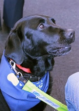 Sixth Form Guide Dog Experience